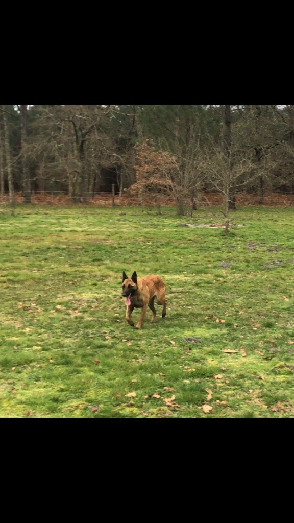 Sultane Des Loups De Lomprey