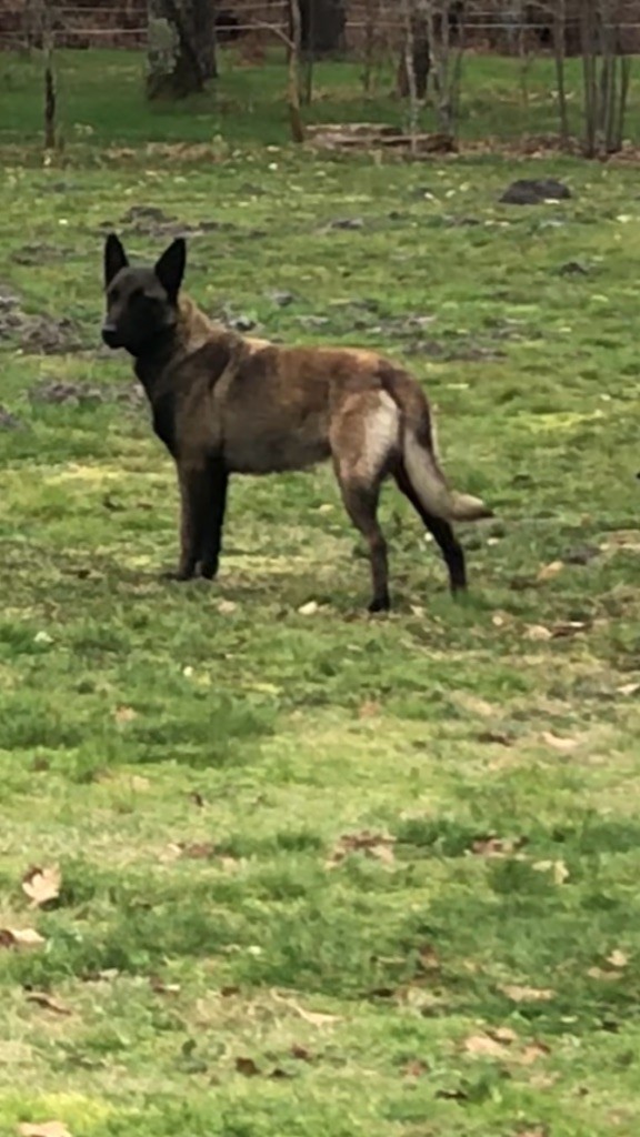 Stacie Des Loups De Lomprey