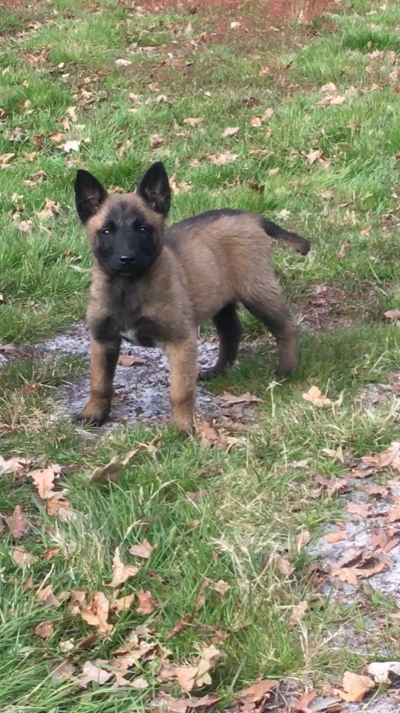 Des Loups De Lomprey - Chiot disponible  - Berger Belge