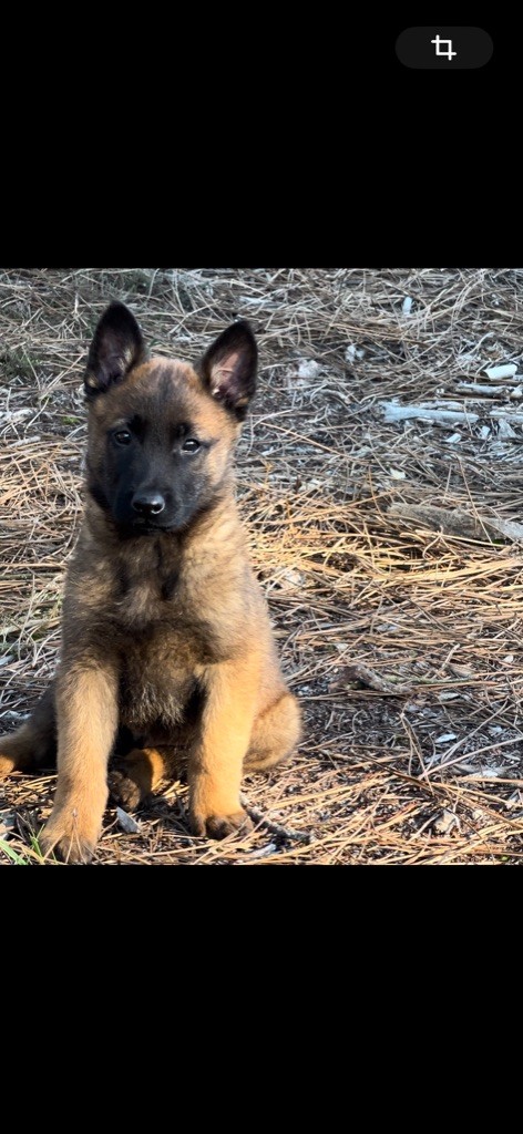 Des Loups De Lomprey - Chiot disponible  - Berger Belge