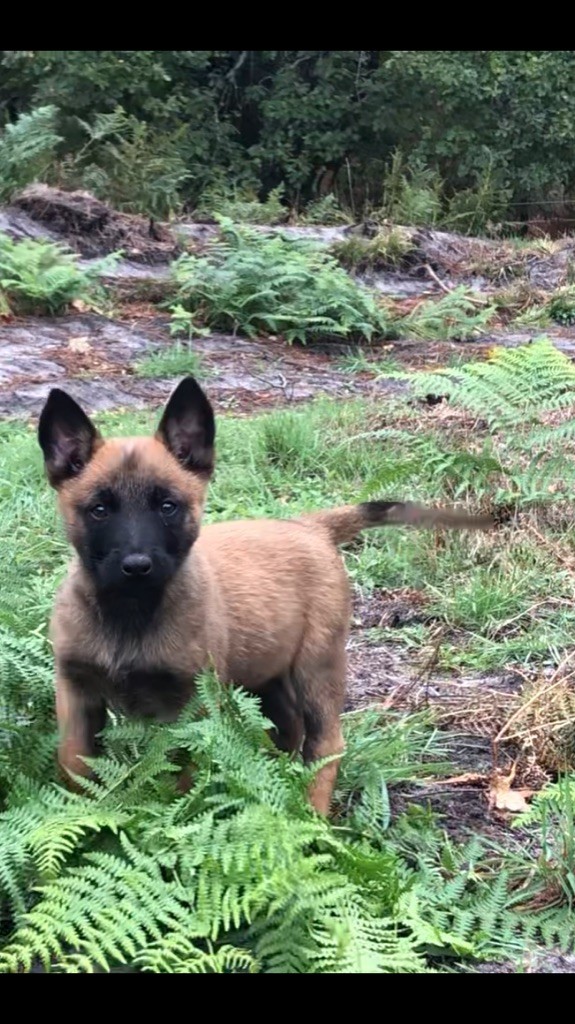 Des Loups De Lomprey - Chiot disponible  - Berger Belge