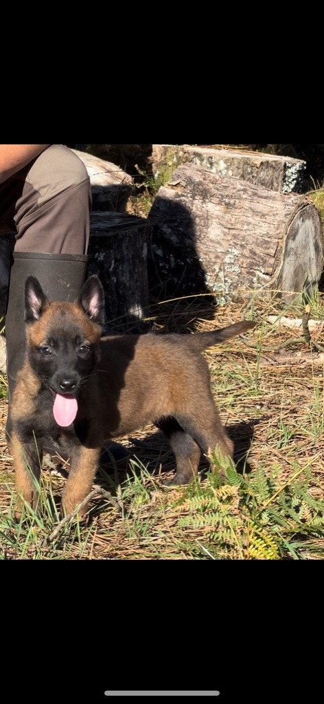 Des Loups De Lomprey - Chiot disponible  - Berger Belge