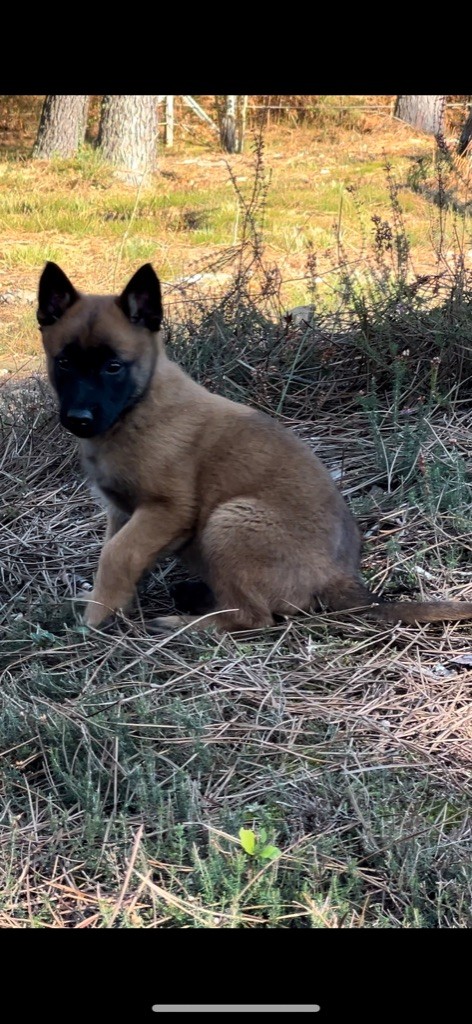 Des Loups De Lomprey - Chiot disponible  - Berger Belge