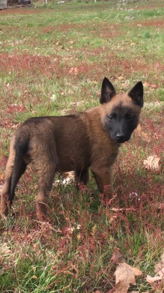 Des Loups De Lomprey - Chiot disponible  - Berger Belge