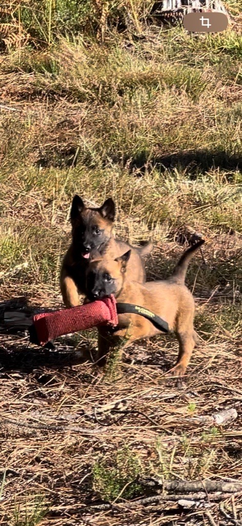 Des Loups De Lomprey - Chiot disponible  - Berger Belge