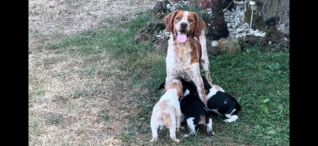 chiot Epagneul Breton Des Loups De Lomprey