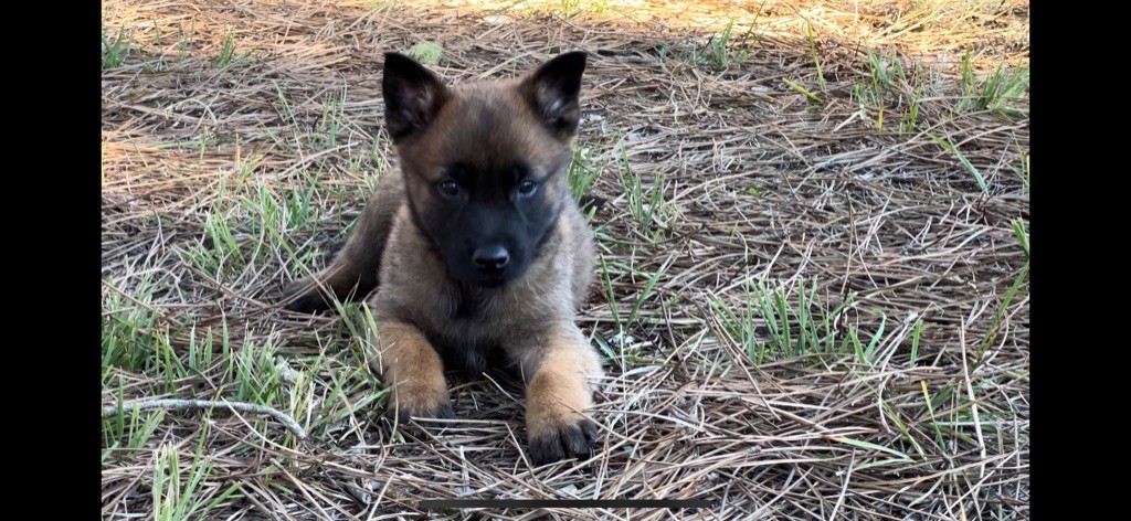 Des Loups De Lomprey - Chiot disponible  - Berger Belge