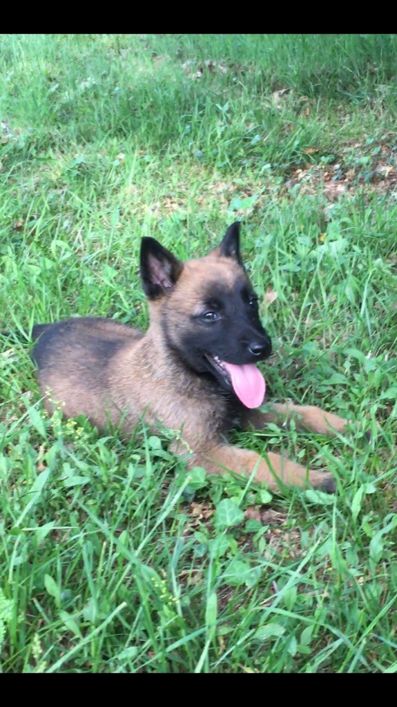 Des Loups De Lomprey - Chiot disponible  - Berger Belge