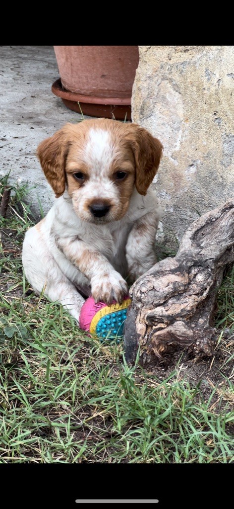 Des Loups De Lomprey - Chiots disponibles - Epagneul Breton