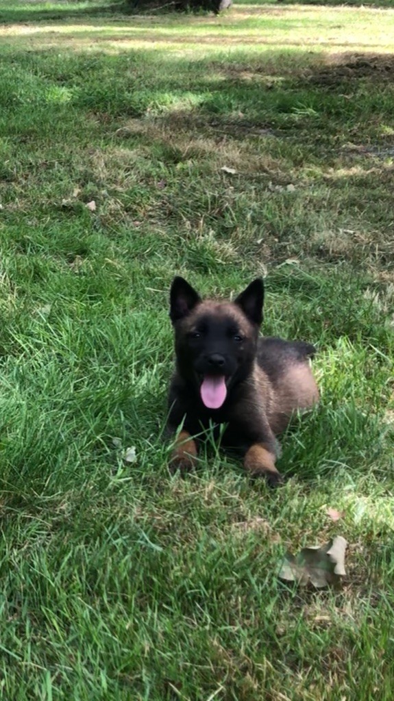 Des Loups De Lomprey - Chiots disponibles - Berger Belge