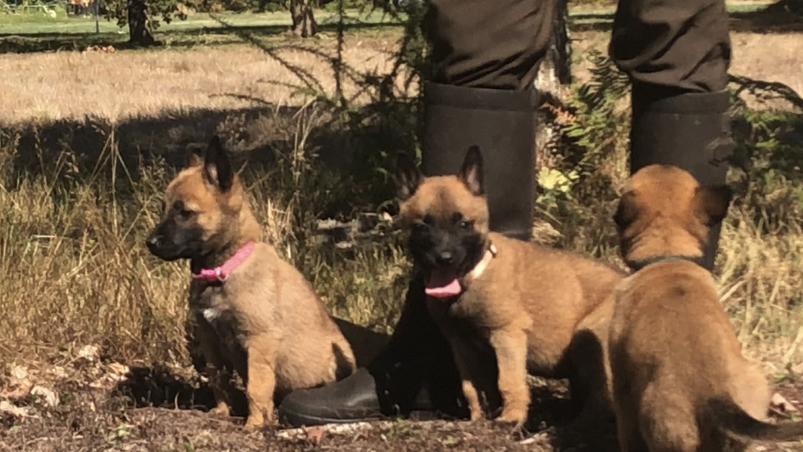 Chiot Berger Belge Des Loups De Lomprey