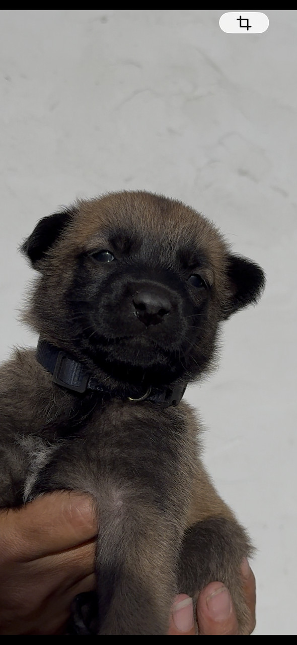 Des Loups De Lomprey - Chiots disponibles - Berger Belge