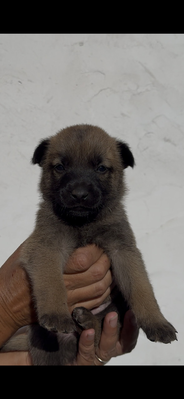 Des Loups De Lomprey - Chiots disponibles - Berger Belge