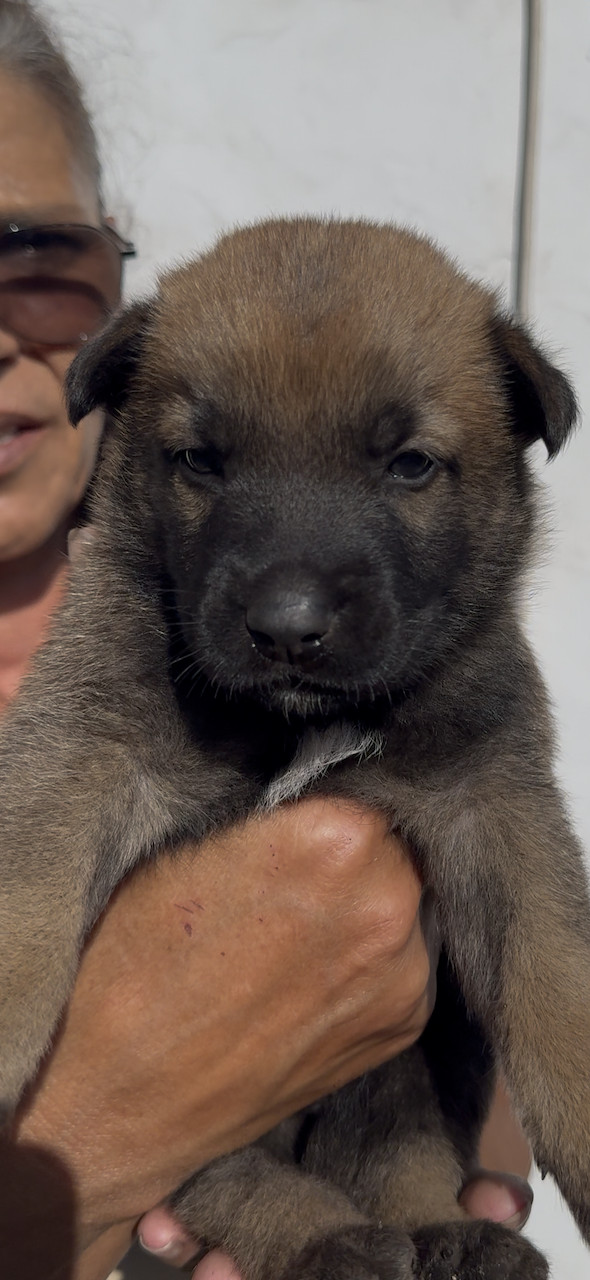 Des Loups De Lomprey - Chiots disponibles - Berger Belge