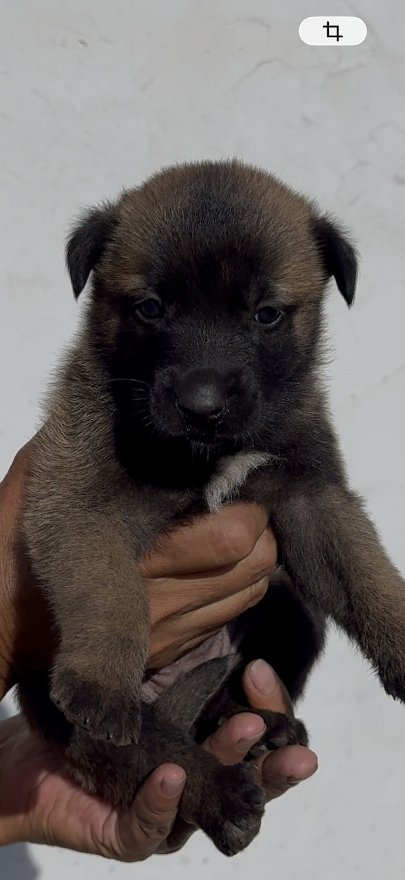 Des Loups De Lomprey - Chiots disponibles - Berger Belge
