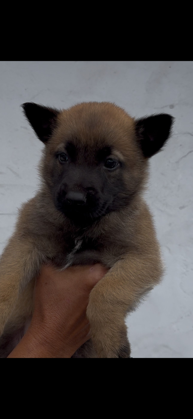 Des Loups De Lomprey - Chiots disponibles - Berger Belge