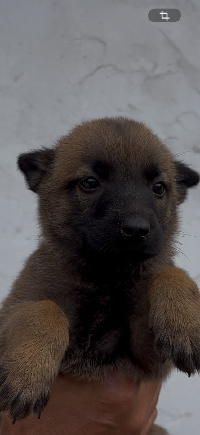 Des Loups De Lomprey - Chiots disponibles - Berger Belge