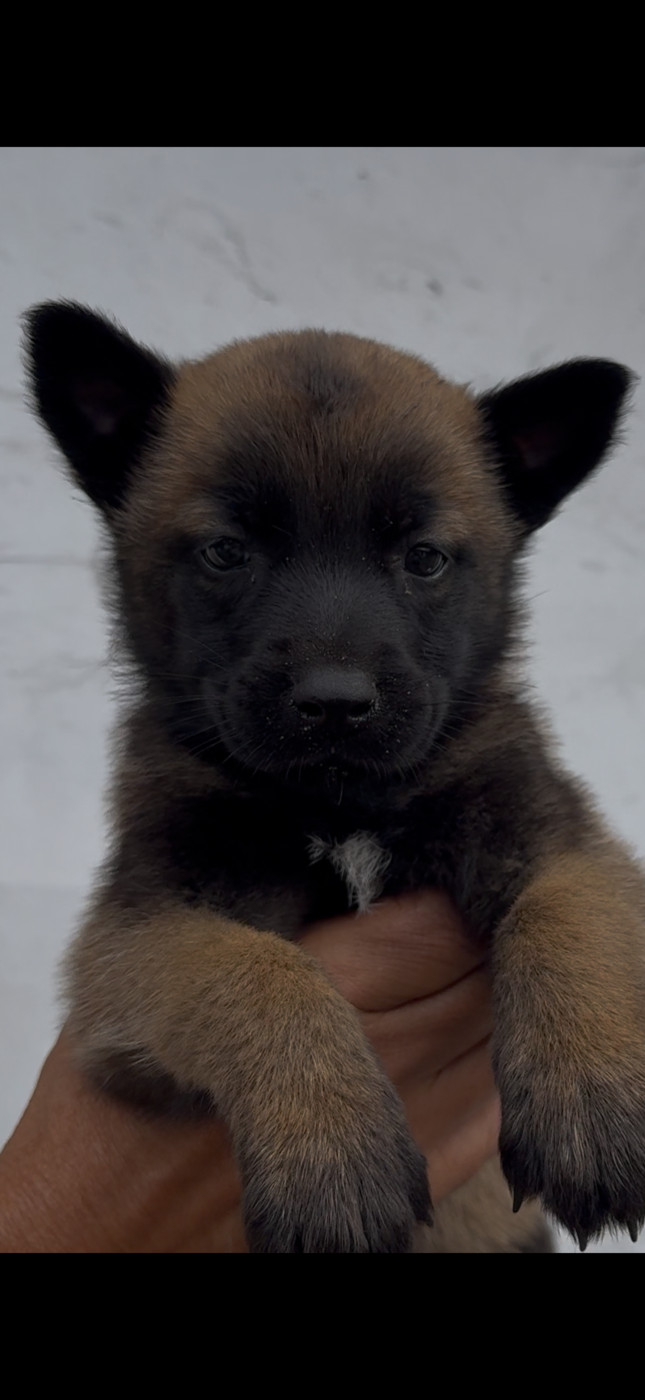 Des Loups De Lomprey - Chiots disponibles - Berger Belge