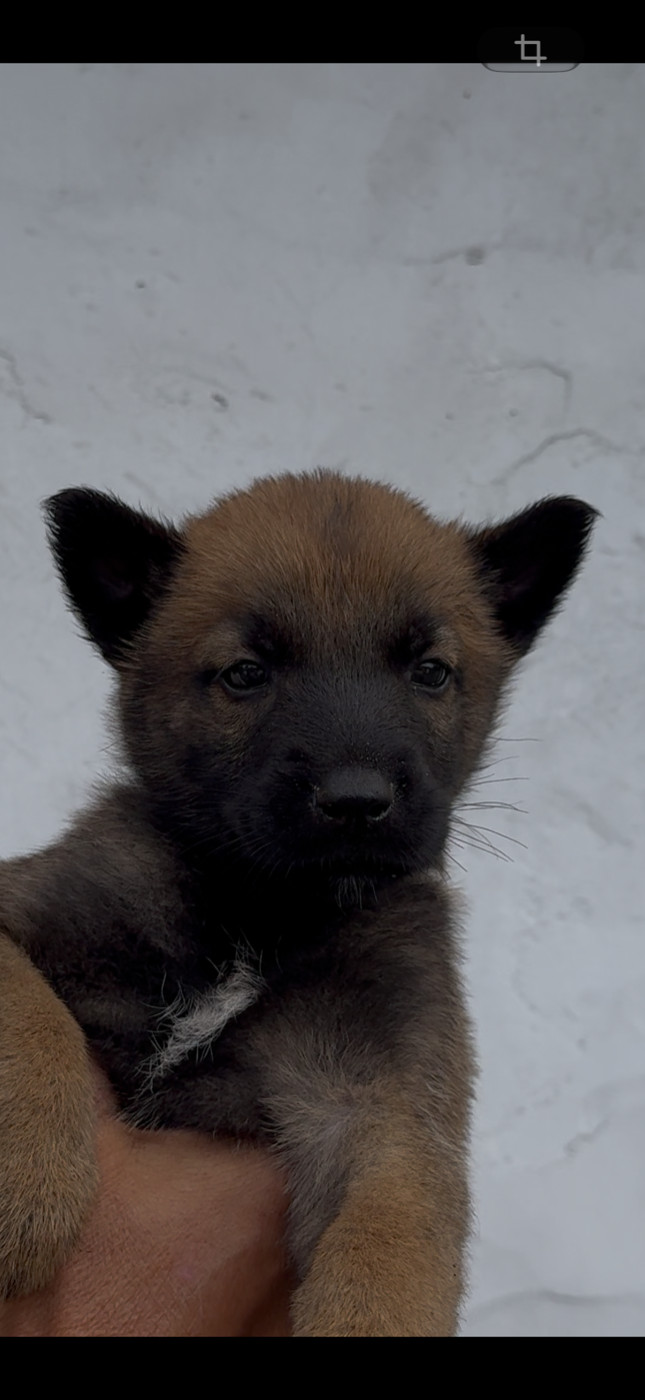 Des Loups De Lomprey - Chiots disponibles - Berger Belge