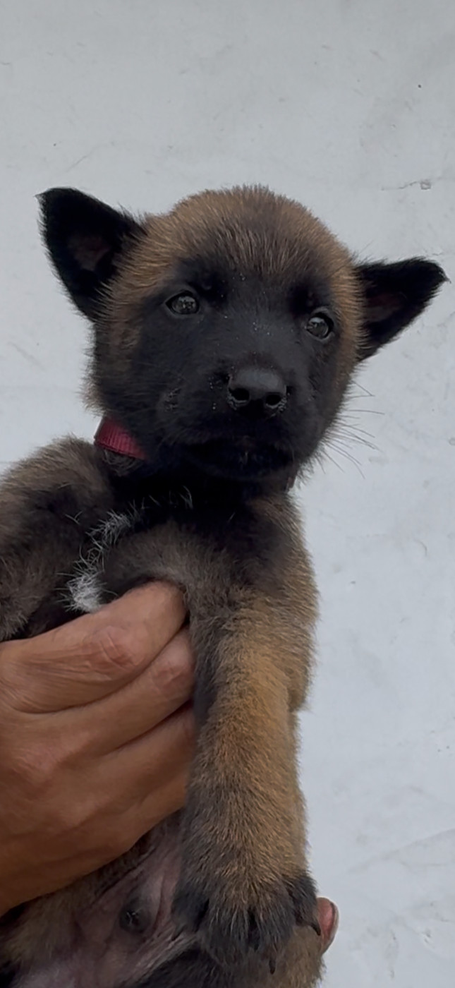 Des Loups De Lomprey - Chiots disponibles - Berger Belge