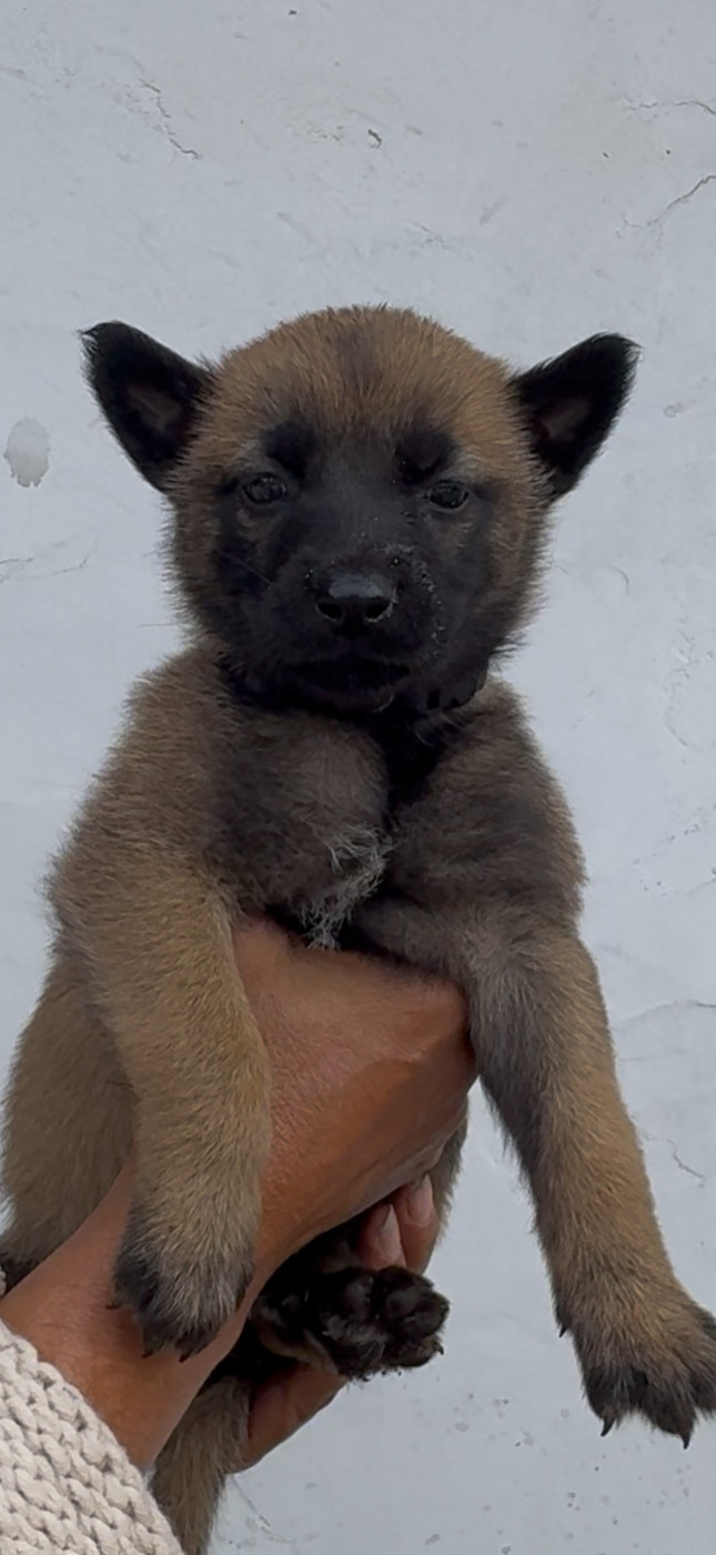 Des Loups De Lomprey - Chiots disponibles - Berger Belge