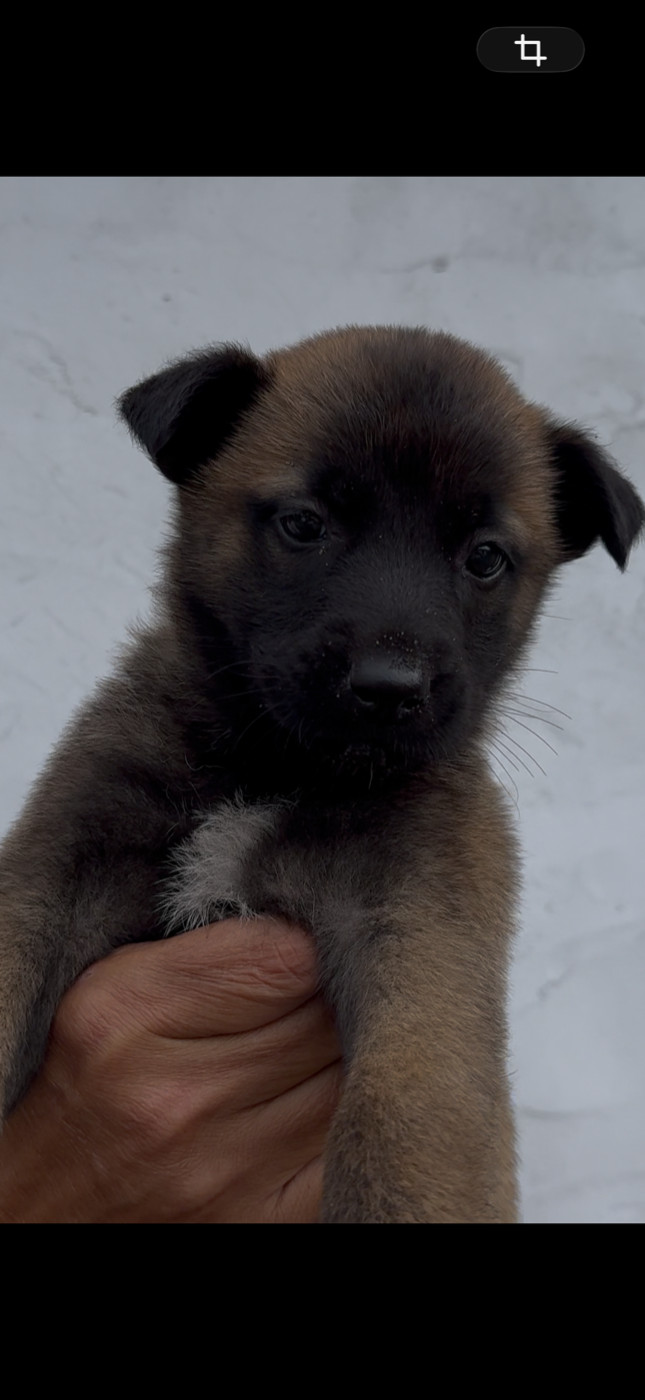 Des Loups De Lomprey - Chiots disponibles - Berger Belge