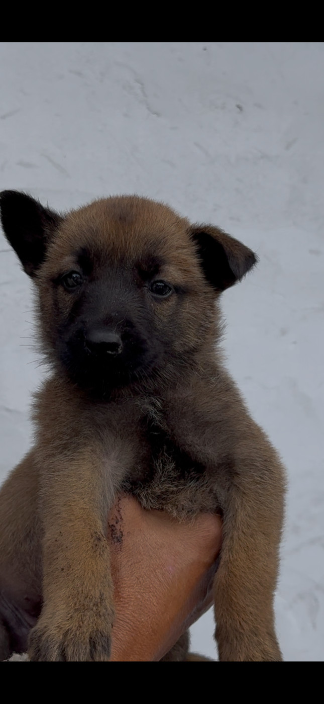 Des Loups De Lomprey - Chiots disponibles - Berger Belge
