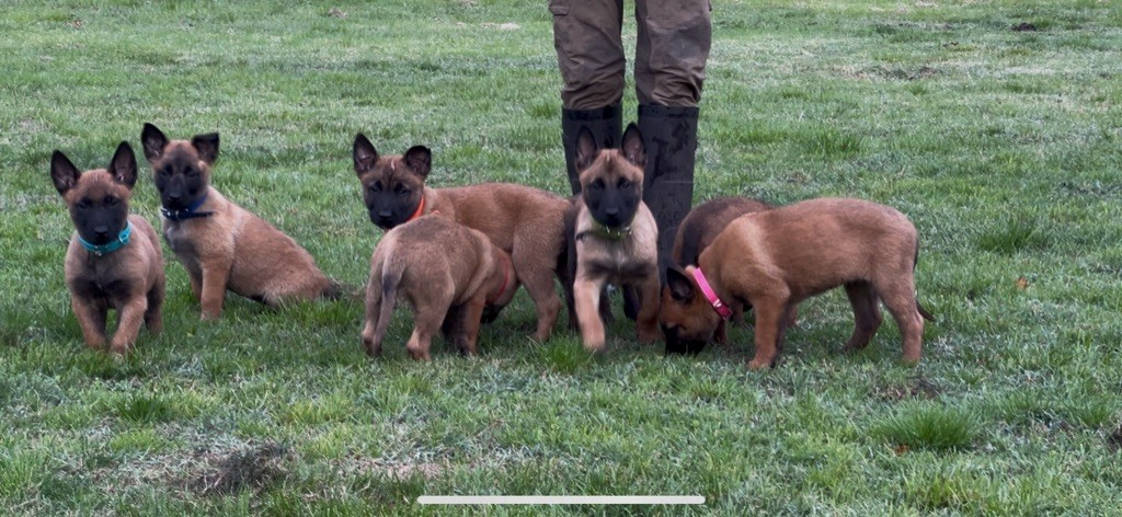 Chiot Berger Belge Des Loups De Lomprey