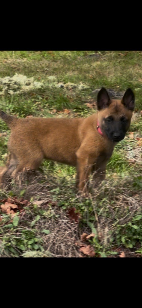 Des Loups De Lomprey - Chiots disponibles - Berger Belge