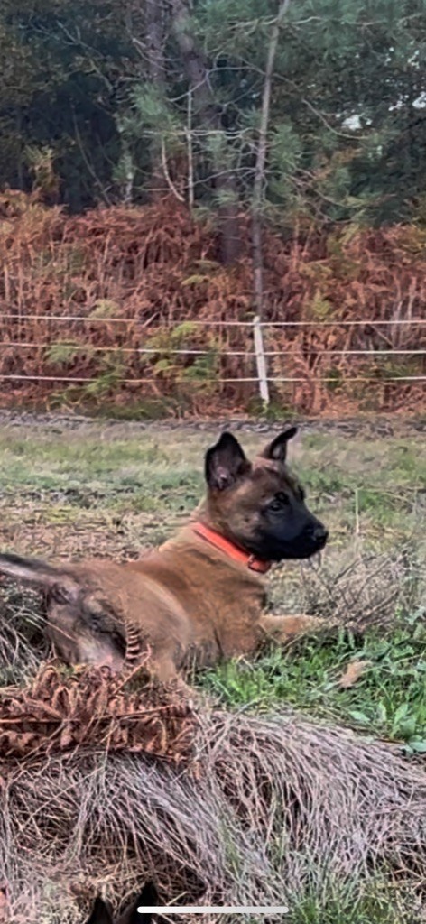 Des Loups De Lomprey - Chiots disponibles - Berger Belge