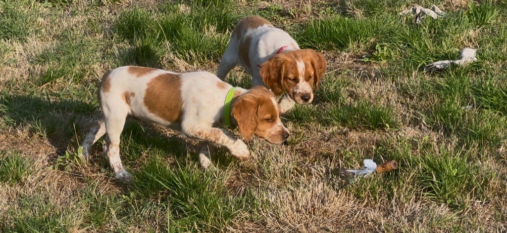 Des Loups De Lomprey - Chiots disponibles - Epagneul Breton