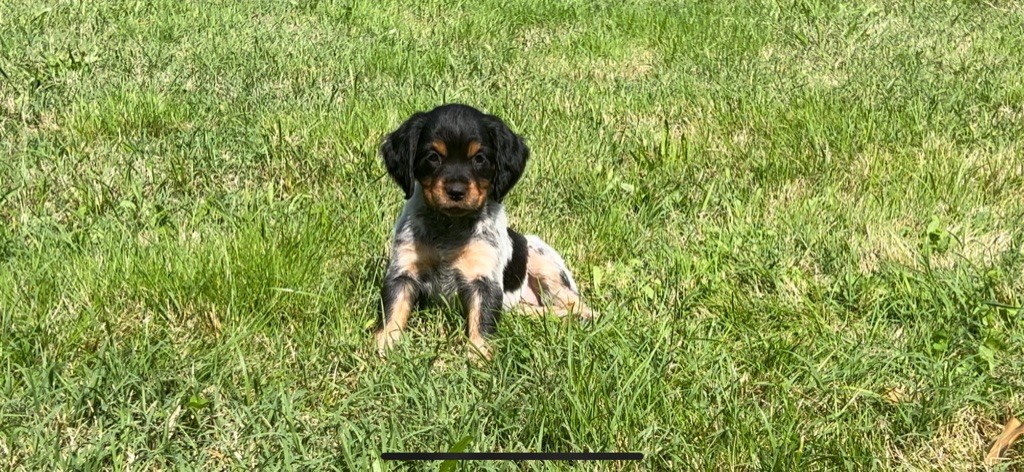 Des Loups De Lomprey - Chiots disponibles - Epagneul Breton
