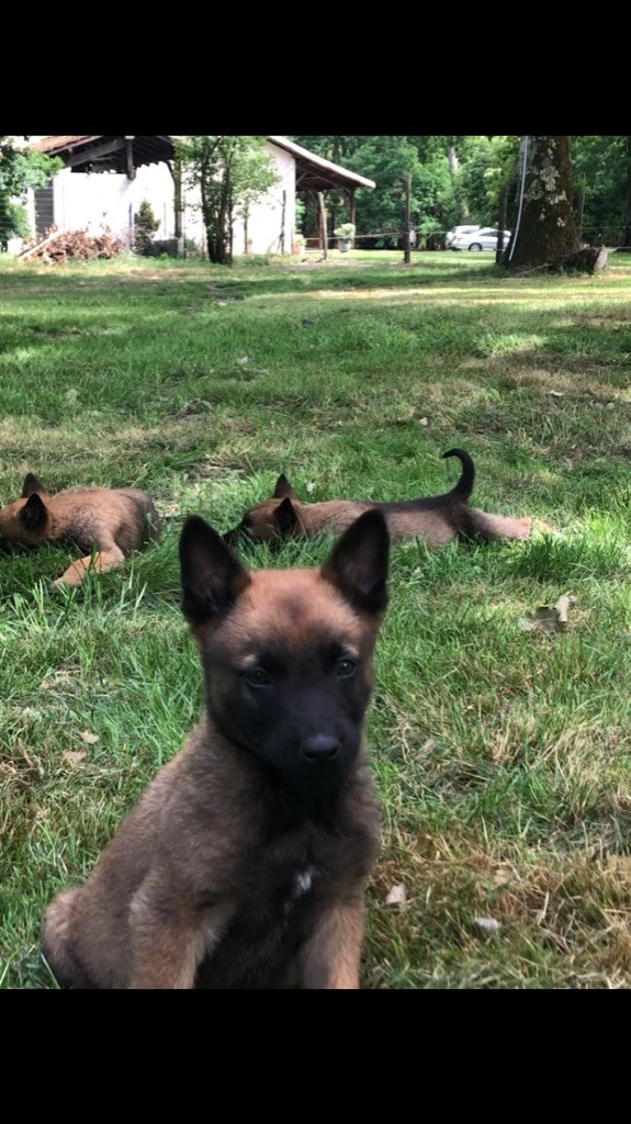 Des Loups De Lomprey - Chiots disponibles - Berger Belge