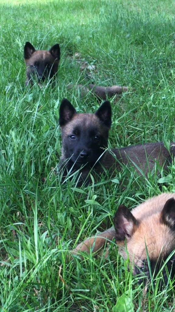 Des Loups De Lomprey - Chiots disponibles - Berger Belge