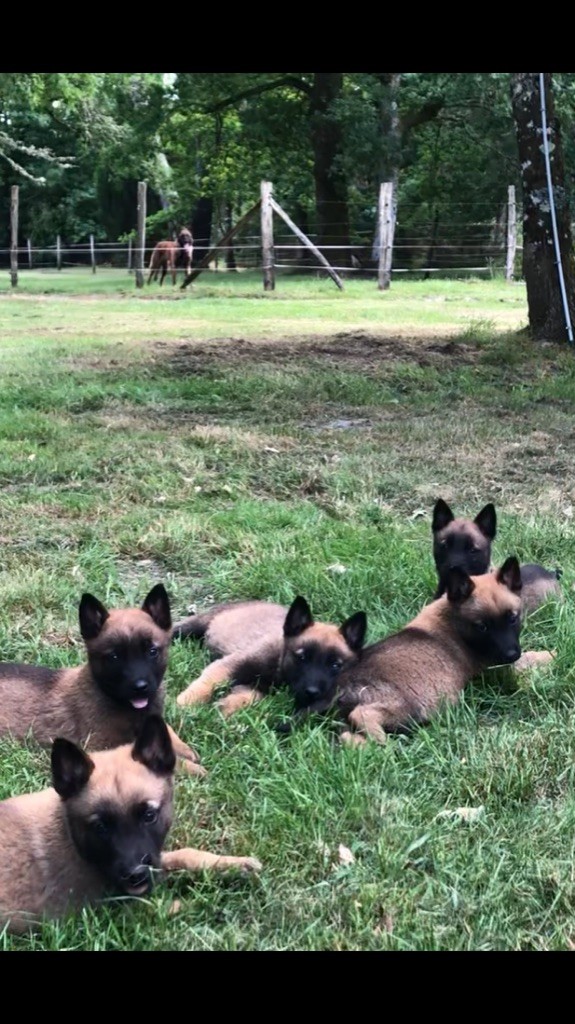 Chiot Berger Belge Des Loups De Lomprey