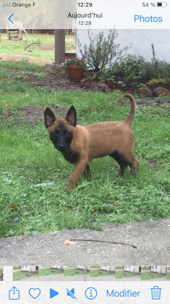 Des Loups De Lomprey - Chiots disponibles - Berger Belge