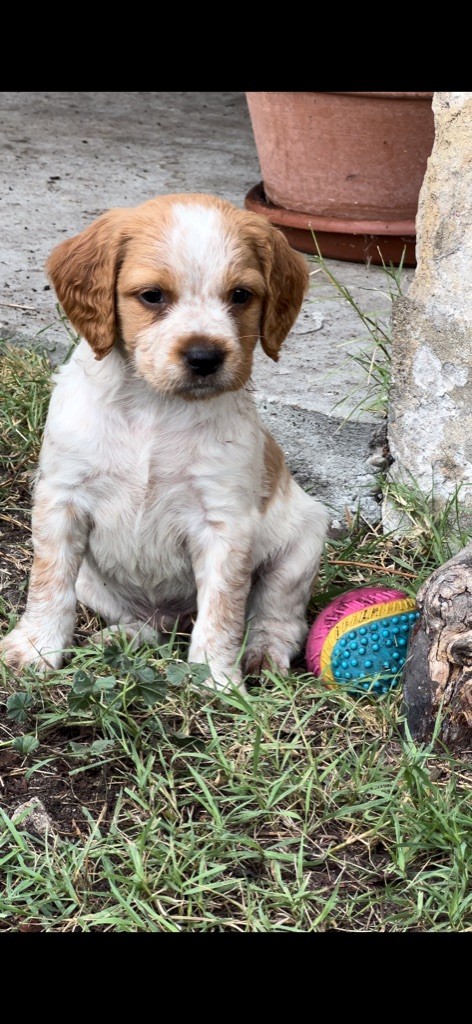 Des Loups De Lomprey - Chiots disponibles - Epagneul Breton