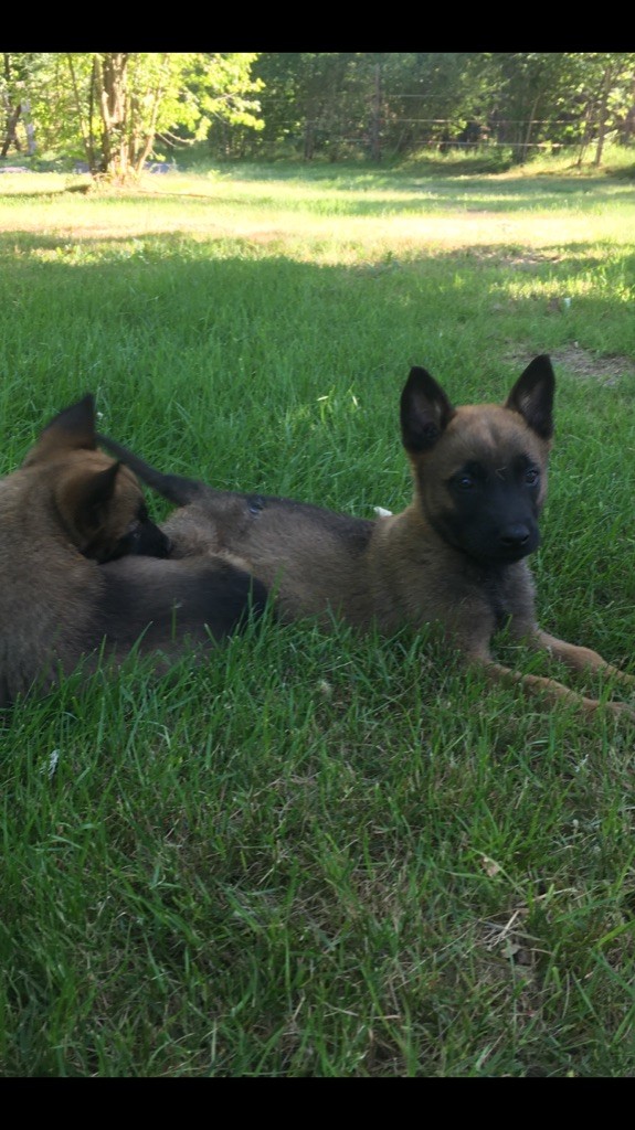 Des Loups De Lomprey - Chiots disponibles - Berger Belge