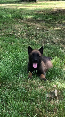CHIOT 3