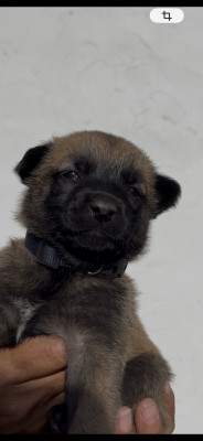 Chiot 1 collier bleu/marron