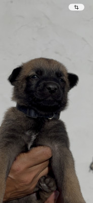 Chiot 5 collier bleu marine