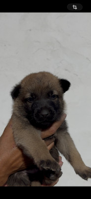 Chiot 6 collier bleu