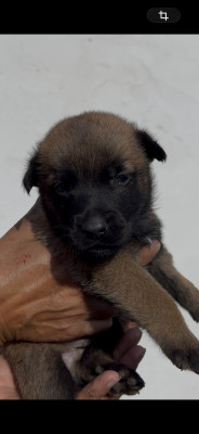 Chiot 8 collier marron