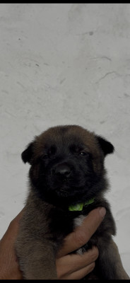 Chiot 9 collier vert fluo