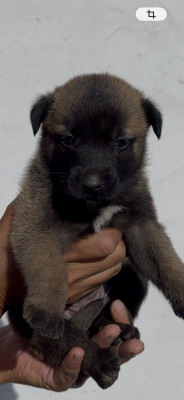 Chiot 1 collier vert / blanc