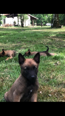 CHIOT 2