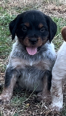 Chiot 2