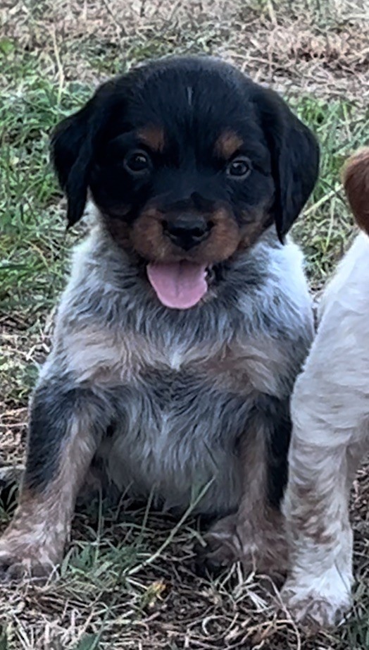 Des Loups De Lomprey - Chiots disponibles - Epagneul Breton