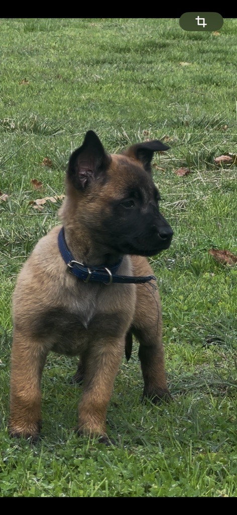 Des Loups De Lomprey - Chiots disponibles - Berger Belge