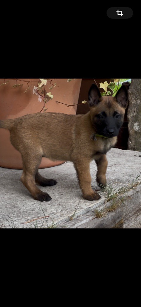 Des Loups De Lomprey - Chiots disponibles - Berger Belge